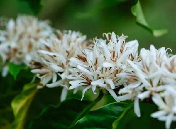 Coffee blossom
