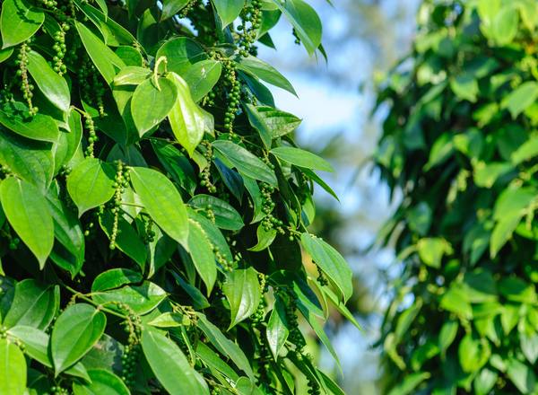 Pepper vine