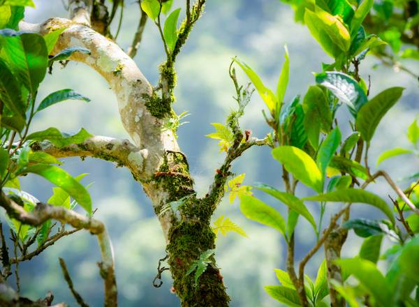 Ancient tea tree in mist